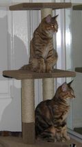 Cats