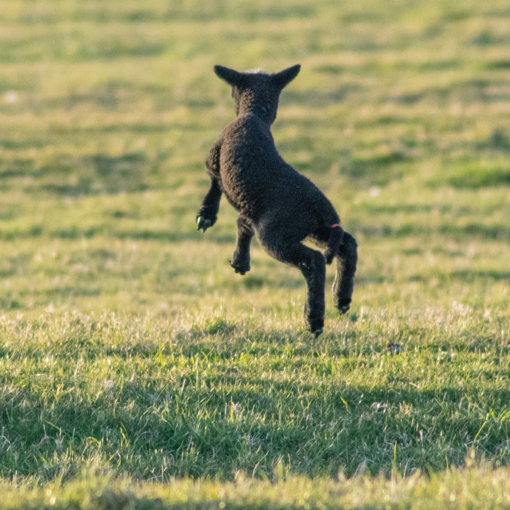 black lamb